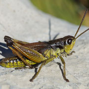 Schweizer Goldschrecke (Podismopsis keisti)