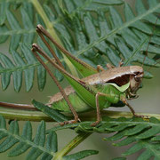 Insubrische Strauchschrecke (Pholidoptera littoralis insubrica)