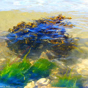  Bunte Unterwasserwelt mit Alge am Strand