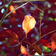 Bunte Herbstblätter