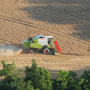 La mietitura del farro