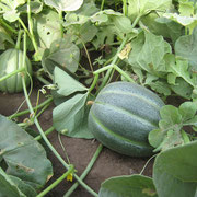 Récolte de melons