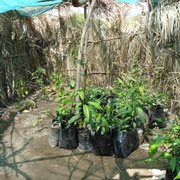 jeunes plants de manguiers 2008