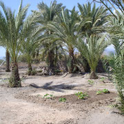 Plants de melons sous les palmiers