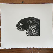 Wolffish