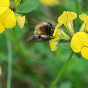 Biene an Wiesen-Platterbse 2; Foto: Sandra Borchers