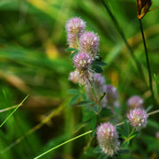 Hasen-Klee; Foto: Sandra Borchers