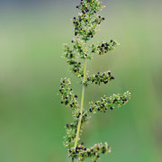 Kleinblütiges Wiesenlabkraut - Samenstand; Foto: Sandra Borchers