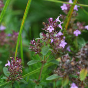 Thymian; Foto: Sandra Borchers