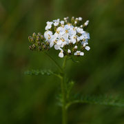 Wiesenschafgarbe; Foto: Sandra Borchers