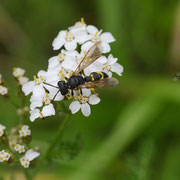 Eine Feldwespe (?) an der Wiesenschafgarbe; Foto: Sandra Borchers