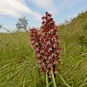 L'orchide purpurea (Orchis purpurea), una delle specie antropomorfe, si può trovare nei querceti, nelle scarpate, nei prati, con terreno calcareo, alla luce piena del sole o in mezz'ombra, da 0 a 1350 m di altitudine.
