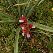 Orchidea Farfalla (Anacamptis papilionacea), fiorisce dalla fine di febbraio a metà giugno.