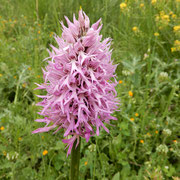 L'orchide italica (Orchis italica), nota volgarmente come uomo nudo è una delle più diffuse in Italia. Deve il nome comune alla forma del labello del fiore che sembra imitare il corpo di un uomo, compreso il sesso