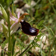 Ofride di Bertoloni (Ophrys bertolonii). Il nome volgare "Uccellino che si specchia" si riferisce al fatto che, guardando il fiore di profilo, il lungo connettivo ricorda il vertice di un uccello che si "specchia" sullo scudo bluastro presente sul labello