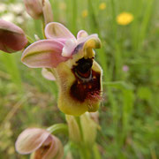 Fior di vespa (Ophrys tenthredinifera): il nome deriva da due termini di origine greca: τενθρηδών, tentredine (famiglia di insetti, facente parte dell’ordine degli imenotteri) e ϕέρω, portare, con allusione alla somiglianza del labello con questi insetti.