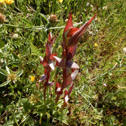 Una serapide maggiore (Serapias vomeracea). L'epiteto specifico fa riferimento alla forma a vomere di aratro del labello trilobo che ricrea un casco sotto il quale gli imenotteri si posano per riposare o ripararsi dalle intemperie.