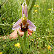 Vesparia, l'orchidea che ride (Ophrys apifera), è l'unica tra le Oprys capace di autogamia (autofecondazione)