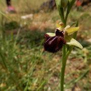 Ophrys incubacea: distinguibile per le sue gibbosità molto pronunciate.