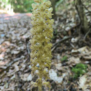 Il nome scientifico della Neottia nidus-avis fa riferimento alla particolare forma delle radici nido d'uccello.