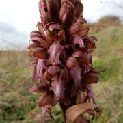 La barlia robertiana (Himantoglossum robertianum), una delle poche orchidee che fiorisce in inverno. 