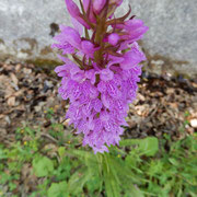 Concordia (Dactylorhiza maculata): l'epiteto specifico fa riferimento alle foglie macchiate.