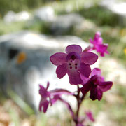 L'orchide a quattro punti (Orchis quadripunctata): il labello è trilobato, con base più chiara sulla quale spiccano le quattro caratteristiche macchioline porporacee cui si deve il nome della specie