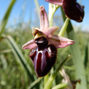 L'ofride murgiana (Ophrys murgiana), endemica dell'altopiano, scoperta nel 2009 nel Parco Nazionale Alta Murgia e distinta dalla specie ophrys sipontensis.