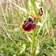 È una ofride garganica (Ophrys passionis) dal greco: ὀφρύς ophrýs (ciglia, sopracciglia) passionis: della passione, riferimento al periodo di riferimento al periodo di fioritura quasi coincidente con quello pasquale, della Passione di Cristo 