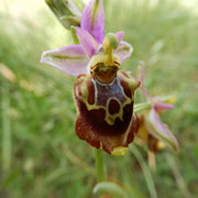 Ofride pugliese (Ophrys apulica): presente solo nel sud Italia, il suo labello è di forma trapezoidale, più lungo che largo, con gibbosità basali pronunciate ricoperte da una fitta peluria.