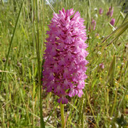 Orchidea piramidale (Anacamptis pyramidalis), in questo caso le farfalle adagiano il loro corpo tra le due lamelle basali del labello, e srotolano la spirotromba per raggiungere il nettare, posto in fondo al lungo sperone.