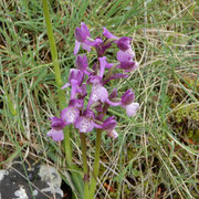 Giglio caprino o orchide minore (Anacamptis morio) in molte regioni italiane è la più comune, si presenta spesso in popolazioni numerose ed è assai variabile per quanto riguarda il colore dei fiori. Cresce negli habitat più svariati, purchè luminosi.