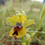 L'ofride gialla (Ophrys lutea), il quale epiteto specifico deriva dal latino luteus ="giallo", colore dominante del labello.
