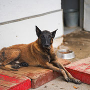 Notfellchen Malinoisrüde Kripto