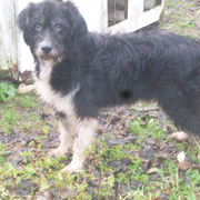 Hundesenior Berlino