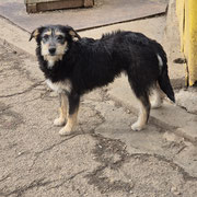Salma hat ihr Zuhause gefunden. Ihre Brüder Sam, Samos und Smockey warten im Tierheim noch auf ihre Chance.