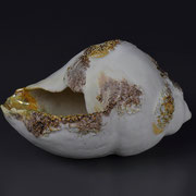 貝殻     Shell   - 2          2015