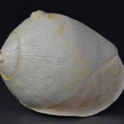 貝殻     Shell   - 4          2015