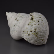 貝殻     Shell   - 3          2015