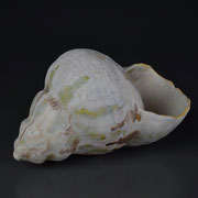 貝殻     Shell   - 1          2015