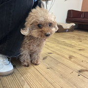 sealy　シーリー　表参道　南青山　外苑前　神宮前　トリミングサロン　ドッグサロン　トイプードル　射手今日子 