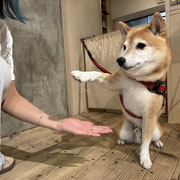 sealy　シーリー　表参道　南青山　外苑前　神宮前　トリミングサロン　ドッグサロン　トイプードル　射手今日子 