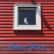 Bild: Möwe im Fenster