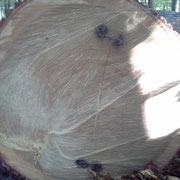 oak veneer log