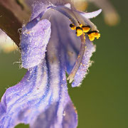 Kriechender Günsel (Ajuga reptans) 