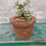 Maceta De Fibra De Coco Circular No.03.