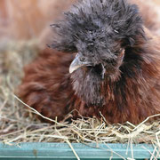 Unsere Seidenhenne Frida... 5 Jahre alt und eine wunderbare Glucke...