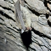 Kleine Bartfledermaus  ©Matthias Weiß