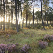 la forêt en automne, vers la côte