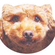 オフセット印刷はリアル系も得意です